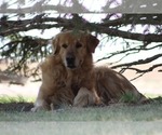 Small Photo #7 Golden Retriever Puppy For Sale in TOWNER, CO, USA