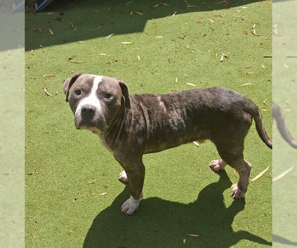 Medium Photo #1 Mutt Puppy For Sale in Sugar Land, TX, USA