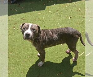 Mutt Dogs for adoption in Sugar Land, TX, USA