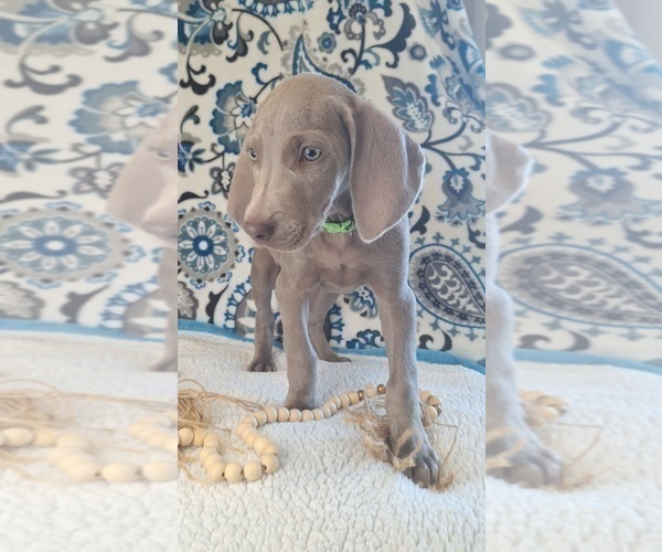 Medium Photo #5 Weimaraner Puppy For Sale in LEWISBURG, KY, USA