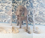 Small Photo #5 Weimaraner Puppy For Sale in LEWISBURG, KY, USA