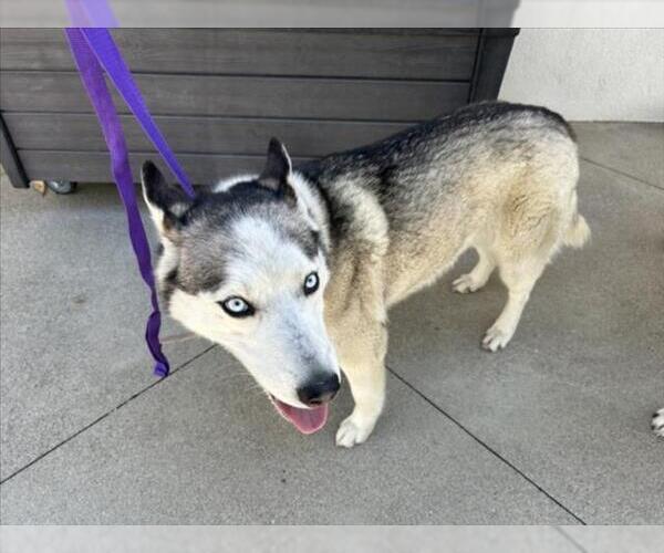 Medium Photo #1 Siberian Husky Puppy For Sale in Rancho Cucamonga, CA, USA