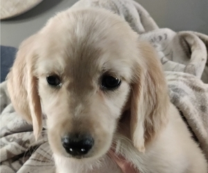 Goldendoodle Puppy for sale in FARMINGTON, NY, USA