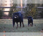 Small #25 Rottweiler