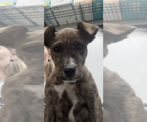 Medium Photo #6 German Shepherd Dog-Unknown Mix Puppy For Sale in Princeton, MN, USA