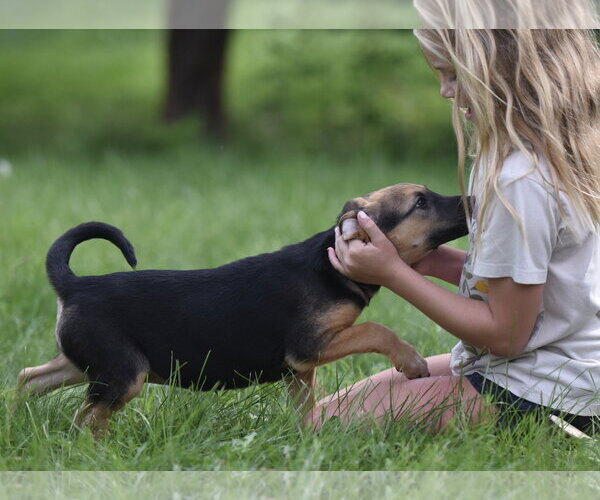 Medium Photo #9 Mutt Puppy For Sale in Mechanicsburg, PA, USA