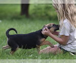 Small #8 Mutt