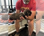 Small #6 Cane Corso