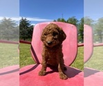 Small #12 Goldendoodle-Poodle (Standard) Mix