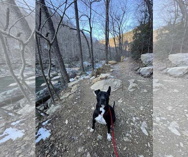 Medium Photo #2 Mutt Puppy For Sale in Chattanooga, TN, USA