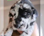 Small Photo #39 Daniff-Neapolitan Mastiff Mix Puppy For Sale in MONTEVIEW, ID, USA