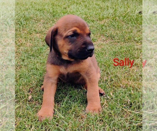 Medium Photo #15 Doberman Pinscher-Mastiff Mix Puppy For Sale in BRANTLEY, AL, USA