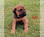 Small #14 Doberman Pinscher-Mastiff Mix