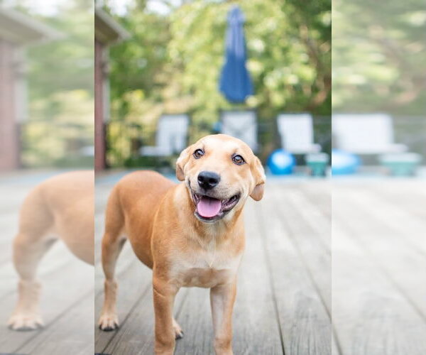 Medium Photo #7 Labrador Retriever-Unknown Mix Puppy For Sale in Germantown, OH, USA