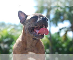 French Bulldog Puppy for sale in CORAL SPRINGS, FL, USA