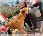 Small #3 Chow Chow Mix