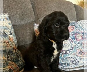 Saint Berdoodle Puppy for Sale in PEARL, Mississippi USA