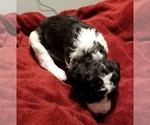 Small Photo #3 Bordoodle Puppy For Sale in CLEARFIELD, UT, USA