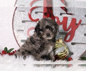 Bernedoodle-Poodle (Miniature) Mix Puppy for sale in FREDERICKSBG, OH, USA