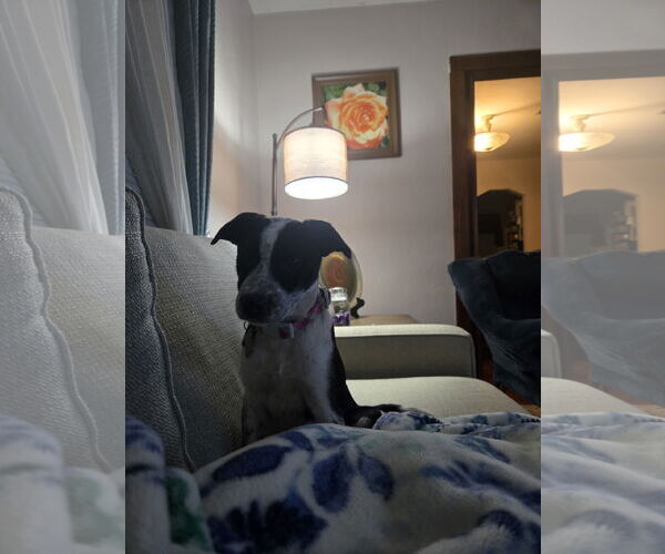 Medium Photo #4 Border Collie-Unknown Mix Puppy For Sale in Sanford, FL, USA