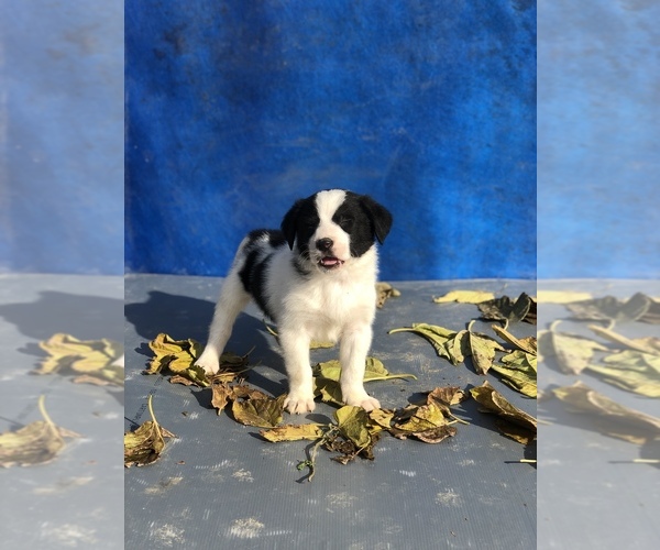 Medium Photo #12 Australian Shepherd-Saint Bernard Mix Puppy For Sale in BAKERSFIELD, CA, USA