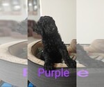 Small Photo #3 Goldendoodle Puppy For Sale in DALLAS, OR, USA