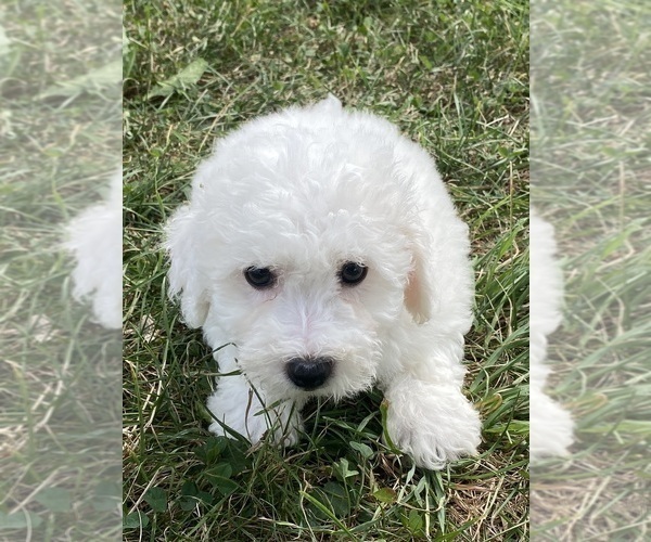 Medium Photo #5 Bichon Frise Puppy For Sale in CANOGA, NY, USA