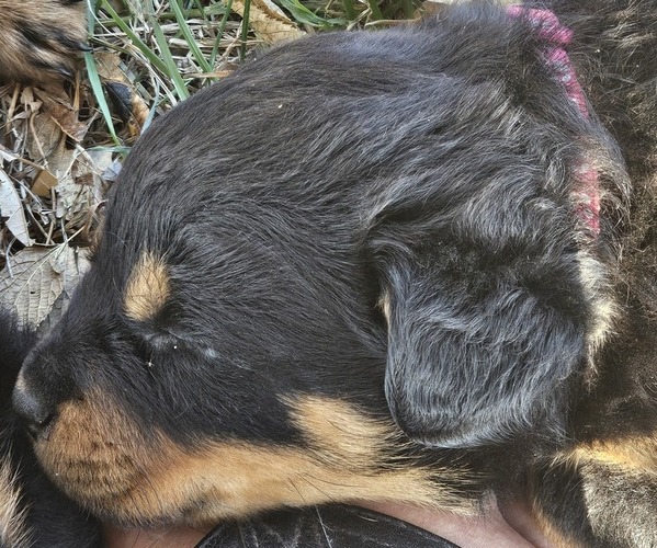 Medium Photo #1 Rottweiler Puppy For Sale in WAVERLY, MO, USA