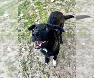German Shepherd Dog Dogs for adoption in Riverside, CA, USA