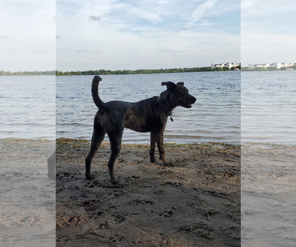 Medium Photo #2 Catahoula Leopard Dog-Unknown Mix Puppy For Sale in Sanford, FL, USA