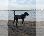 Small #1 Catahoula Leopard Dog Mix