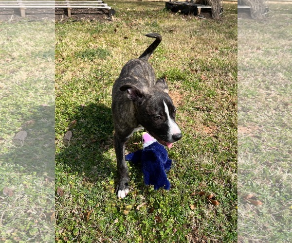 Medium Photo #18 American Staffordshire Terrier-German Shepherd Dog Mix Puppy For Sale in McDonough, GA, USA