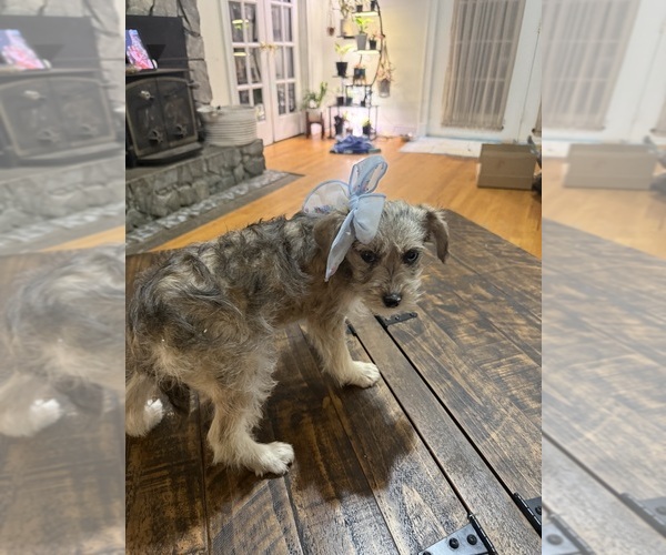 Medium Photo #3 Schnoodle (Miniature) Puppy For Sale in DINWIDDIE, VA, USA