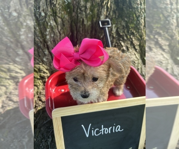 Medium Photo #2 Yo-Chon Puppy For Sale in WEST UNION, OH, USA