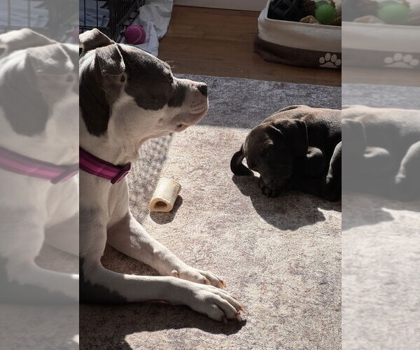 Medium Photo #4 Labrador Retriever-Unknown Mix Puppy For Sale in Brewster, NY, USA