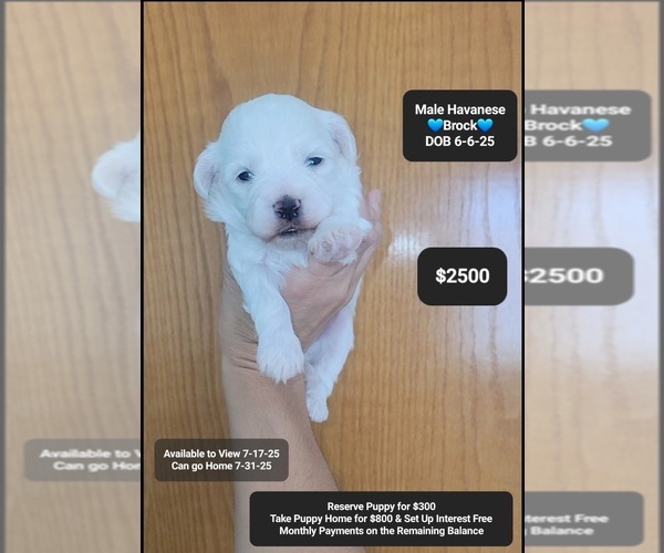 Medium Photo #1 Havanese Puppy For Sale in TUCSON, AZ, USA