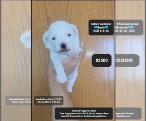 Havanese Puppy for sale in TUCSON, AZ, USA