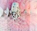 Small #19 Chihuahua
