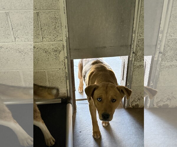 Medium Photo #3 Siberian Husky-Unknown Mix Puppy For Sale in Las Vegas, NM, USA