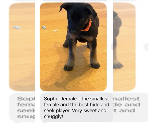 Medium Photo #3 Mutt Puppy For Sale in San Diego, CA, USA