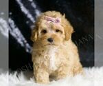 Small #4 Maltipoo