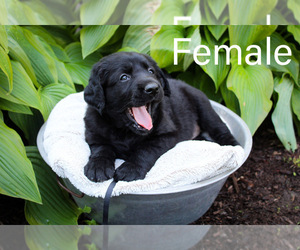 Labrenees Puppy for Sale in HILLSBORO, Ohio USA