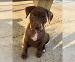 Small #2 American Staffordshire Terrier Mix