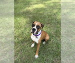 Small Photo #8 Boxer Puppy For Sale in  Katy, TX, USA