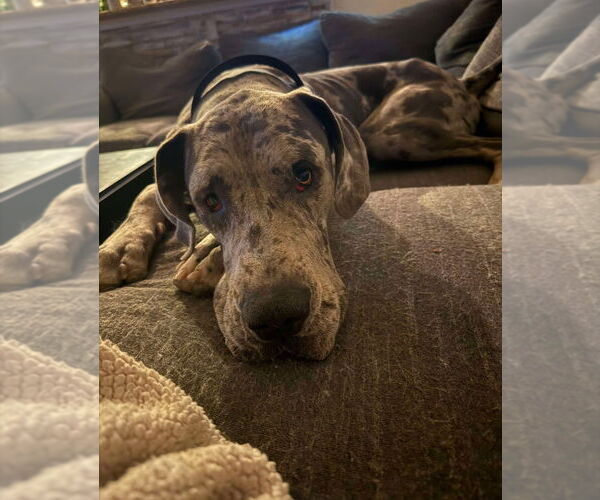 Medium Photo #4 Great Dane Puppy For Sale in Bullard, TX, USA