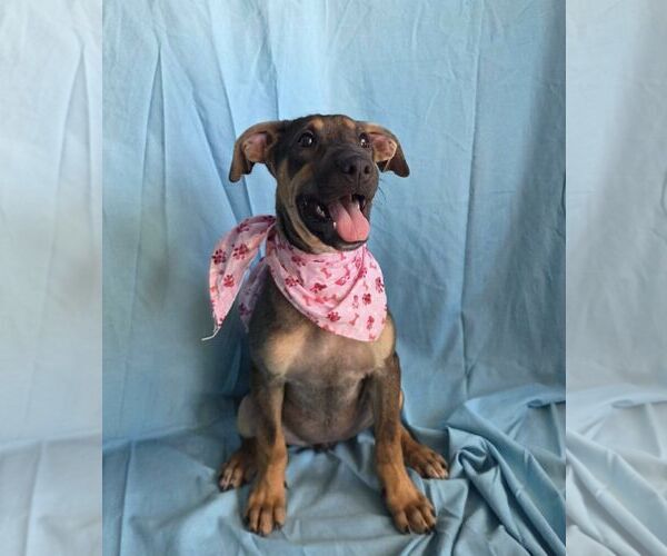 Medium Photo #1 Dachshund-Unknown Mix Puppy For Sale in NYC, NY, USA