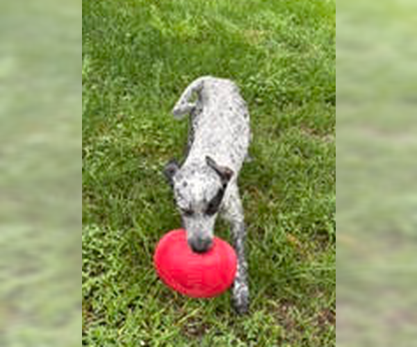Medium Photo #2 Pointer-Unknown Mix Puppy For Sale in Candler, NC, USA