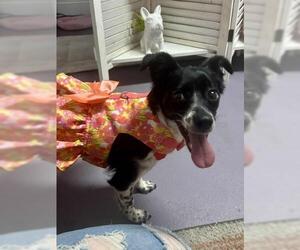 Border Collie-Spaniel Mix Dogs for adoption in Oakley, CA, USA