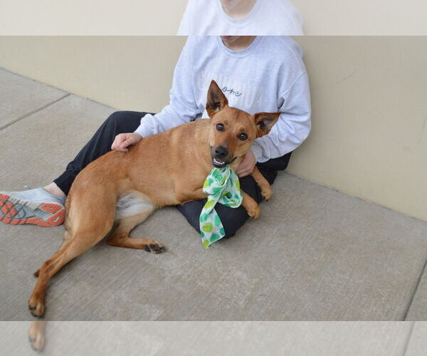 Medium Photo #3 Mutt Puppy For Sale in McKinney, TX, USA