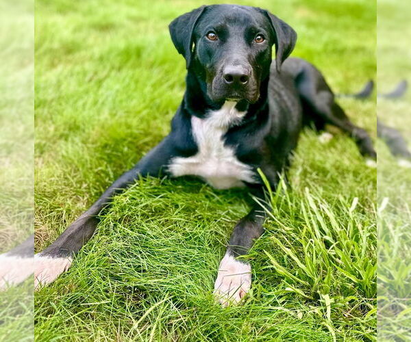 Medium Photo #17 Labrador Retriever-Unknown Mix Puppy For Sale in Canton, CT, USA